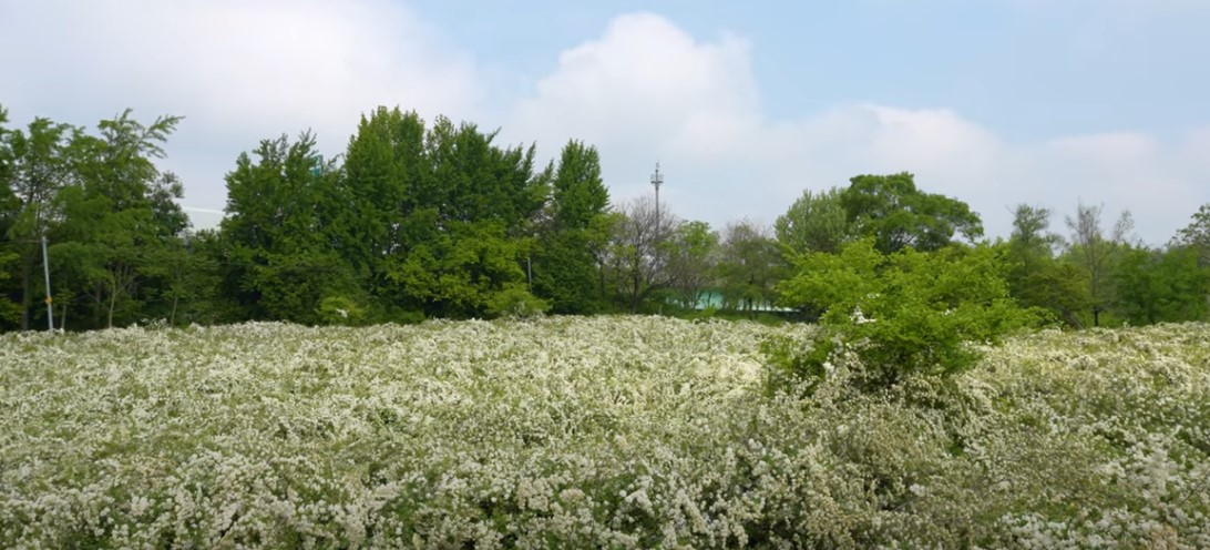 5월에 꼭 가봐야 할 적국 봄꽃 명소