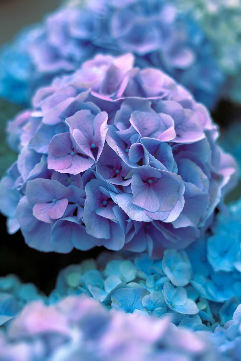 남부면 수국축제