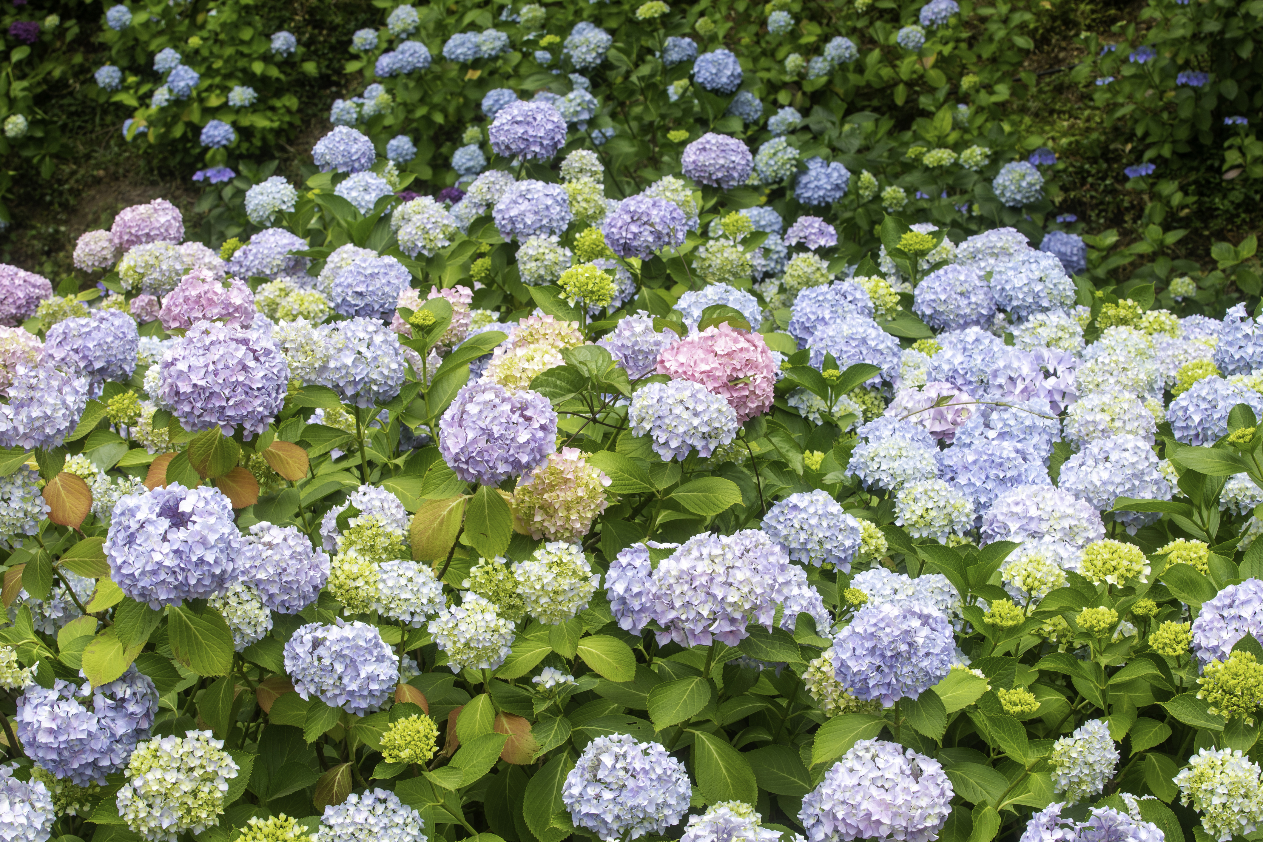 사전재해영향성검토는 일반적으로 다음과 같은 단계로 이루어집니다.