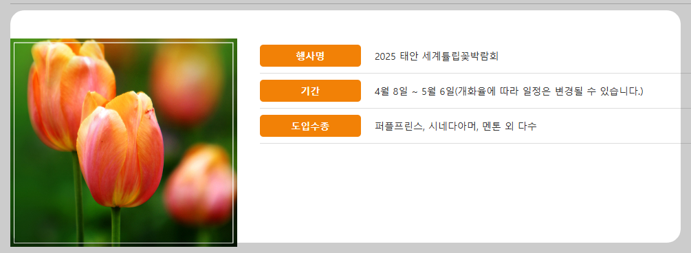 태안 튤립 축제 실시간 개화 상황