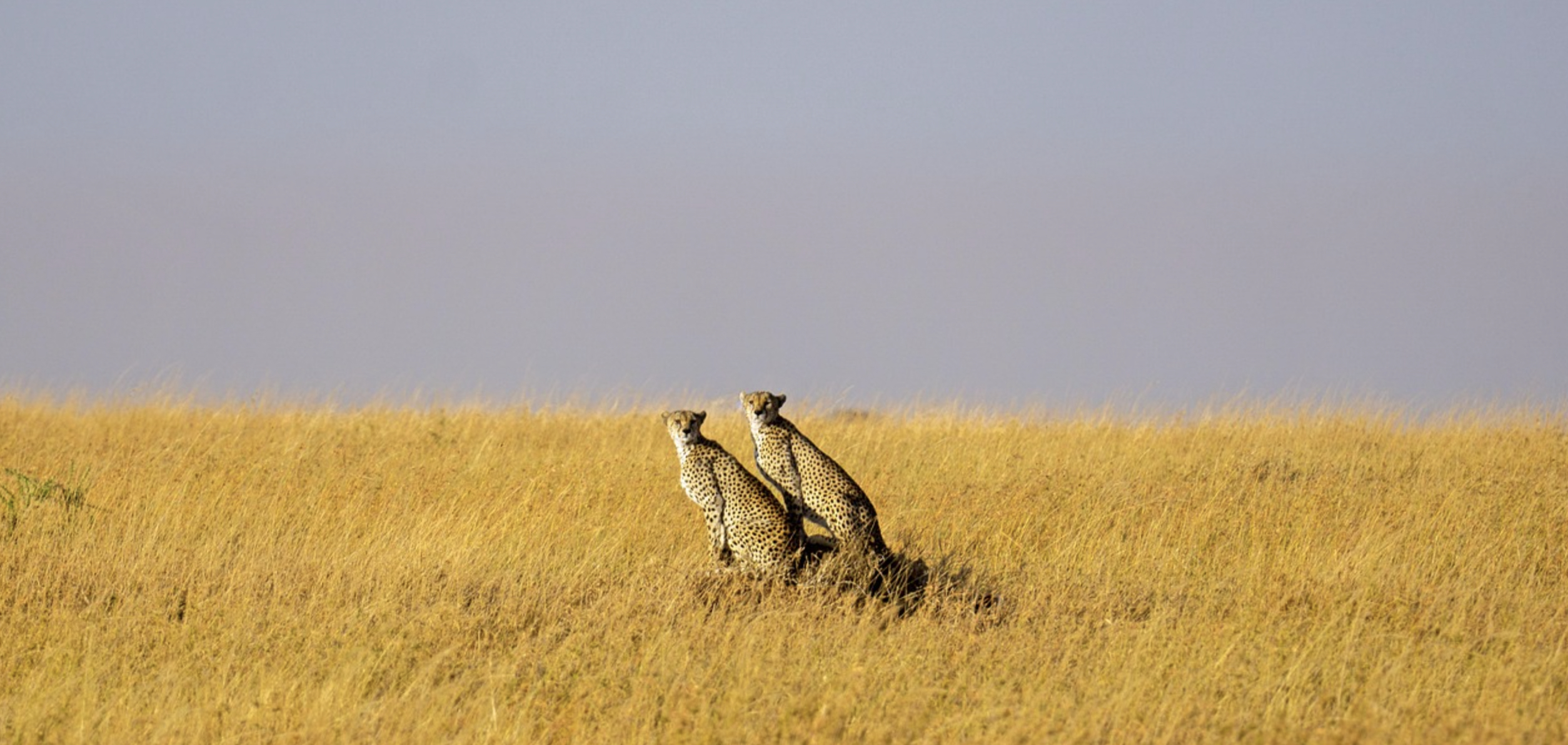 탄자니아 세렝게티 국립공원