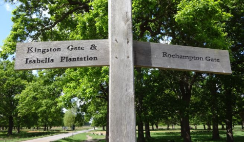 런던에 이런 곳이?! 바쁜 여행 말고, '리치몬드 파크'서 진짜 런던을 만나보세요! (feat. 야생 사슴 &amp; 인생샷 보장!)