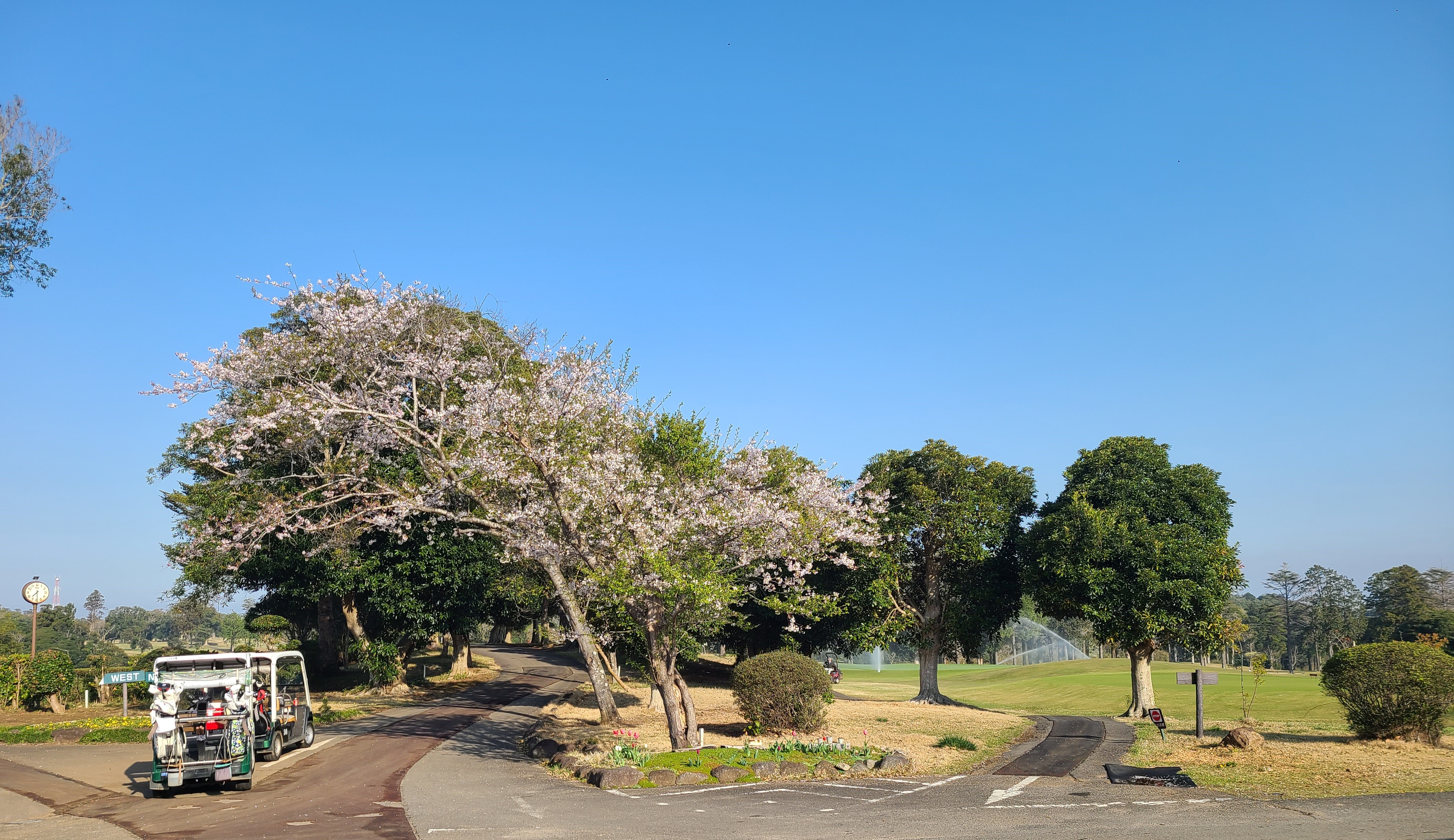 봄 벚꽃 핀 골프장