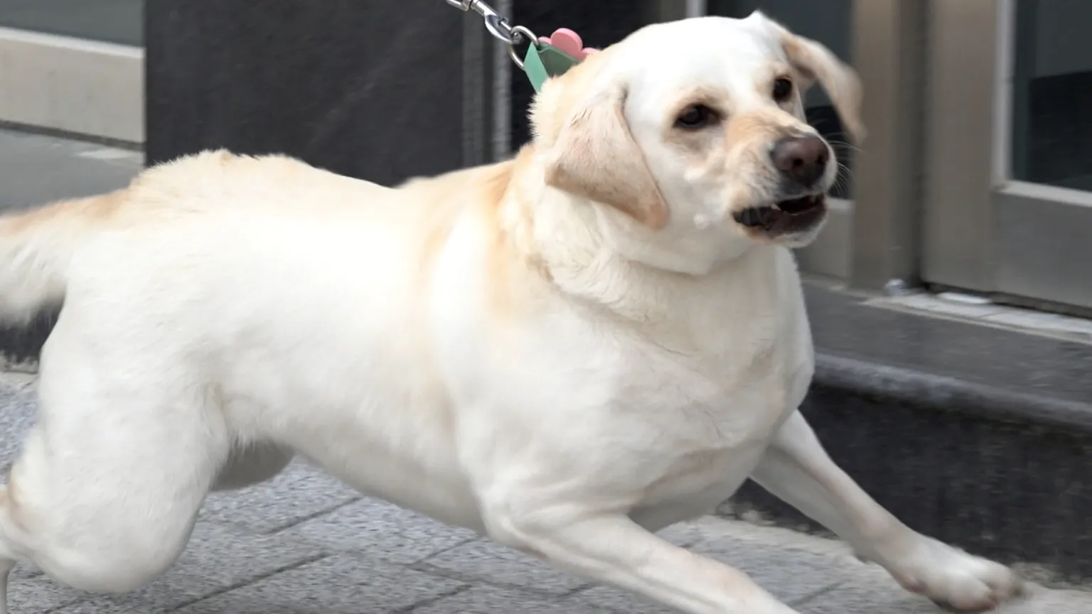 래브라도리트리버