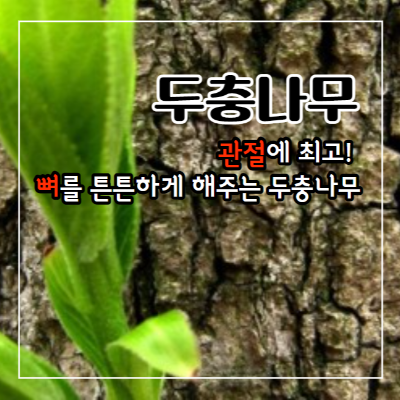 두충나무껍질 효능과 부작용&#44; 두충나무껍질 차 끓이는 법