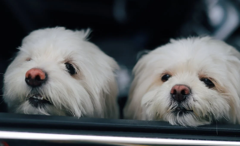 반려견 관련 사진