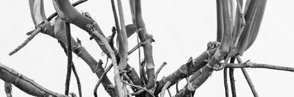 몬스테라 가지치기 솎아내기