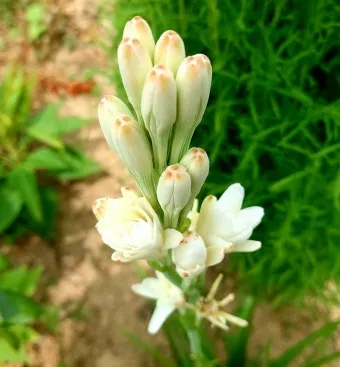 튜베로즈 씨앗 꽃 피우기 계절별 관리법 병충해 예방_9
