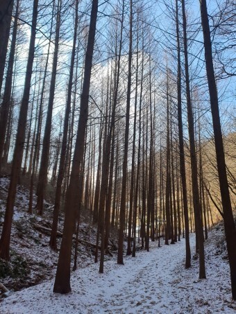 화인산림욕장 옥천 가볼만한곳 추천 명소 산책로 주차