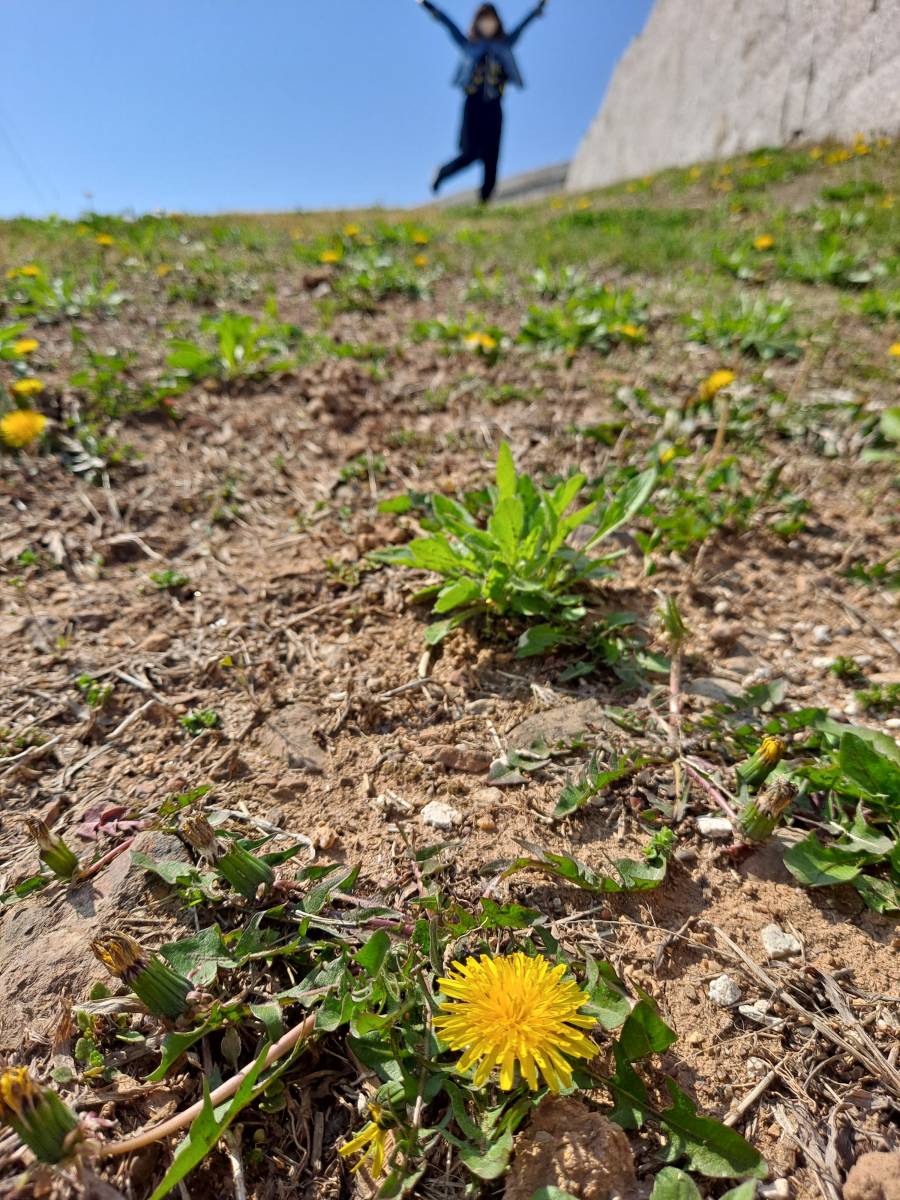 민들레와 저 멀리 사람