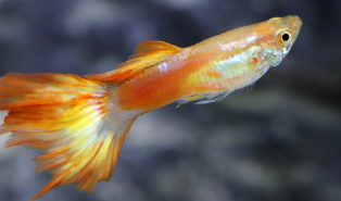 한국인이 많이 기르는 어류 TOP5