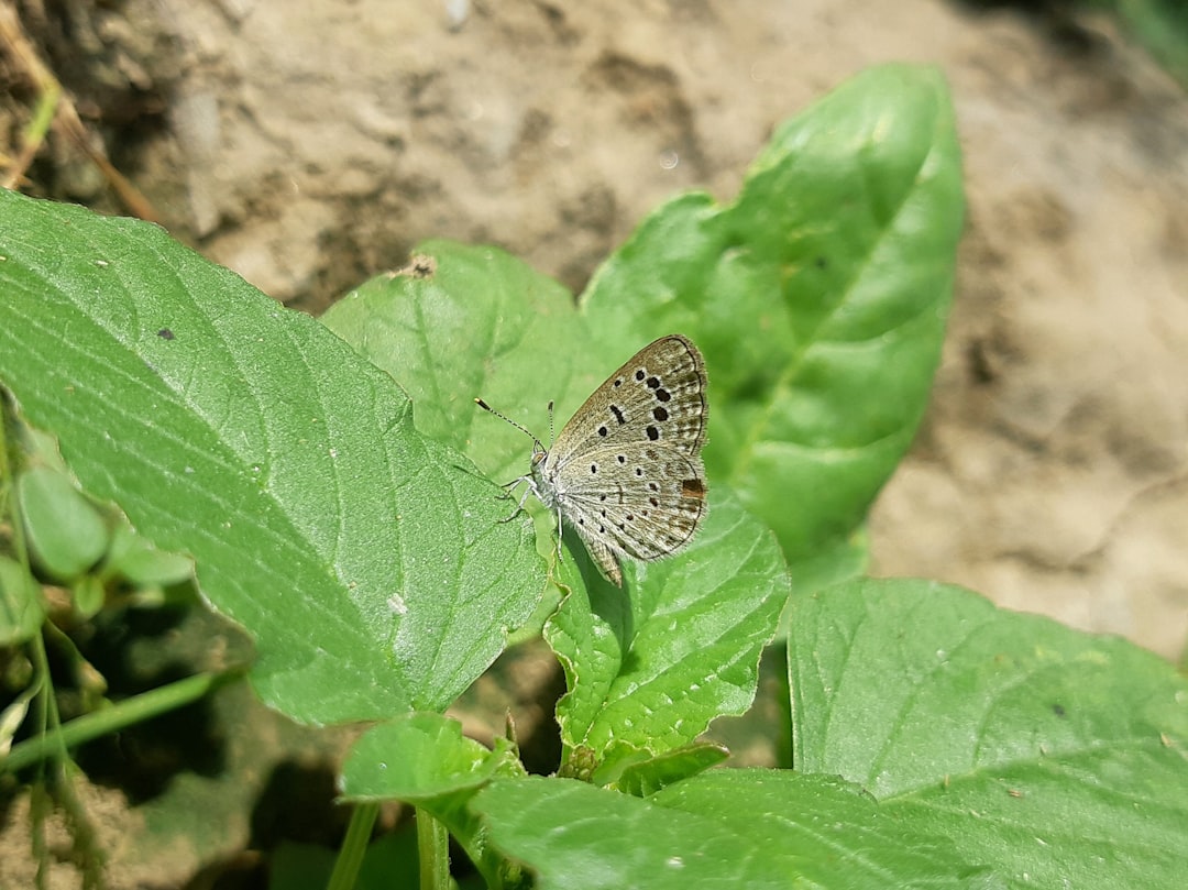 Indicators