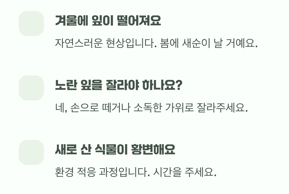 황금사철나무 잎이 노랗게 변해요 (황변 현상), 원인은?