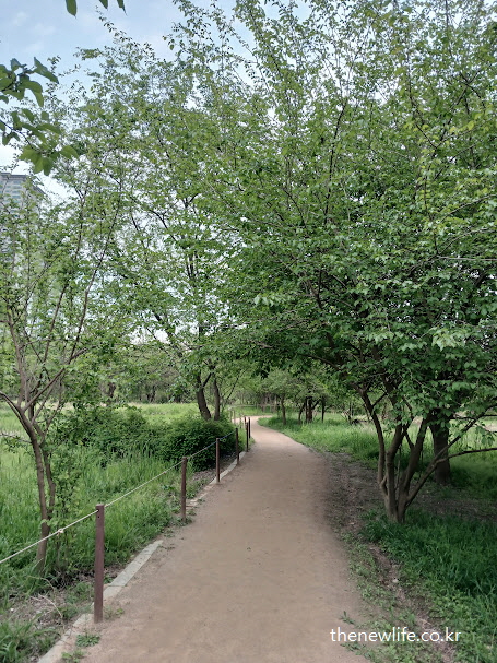 여의도 샛강생태공원 내 뽕잎 효능을 관찰할 수 있는 뽕나무 숲길 입구