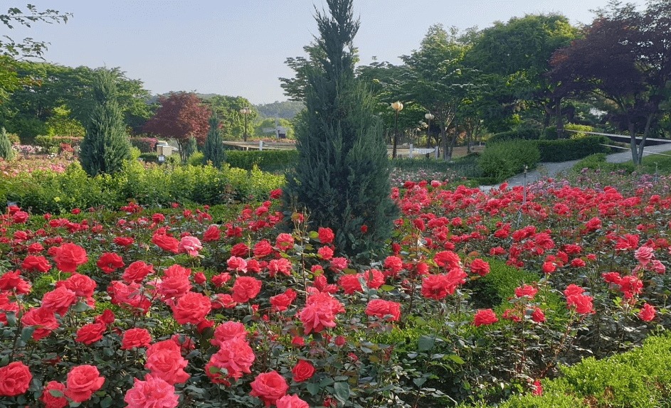 빨간장미-푸른하늘