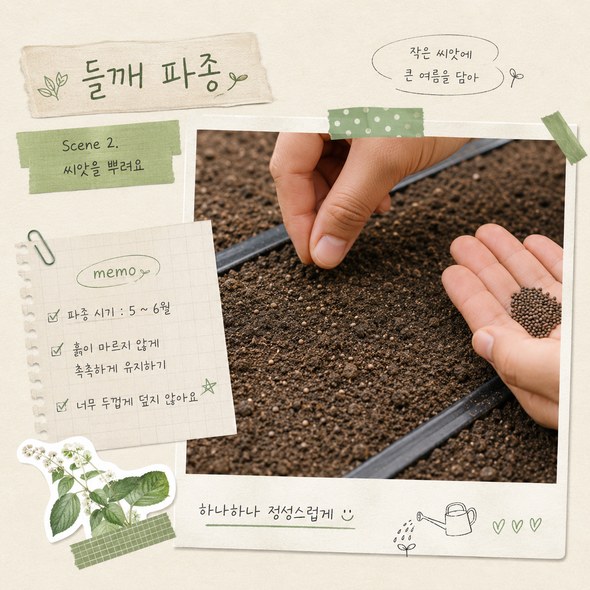 들깨 파종시기
