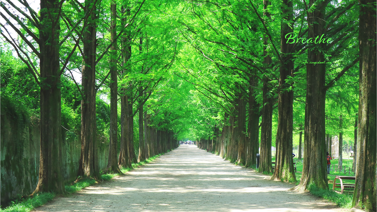 01 메타세콰이어길 C - Breathe 숲배경화면