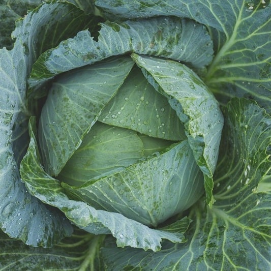 고단백 요리 영양성분