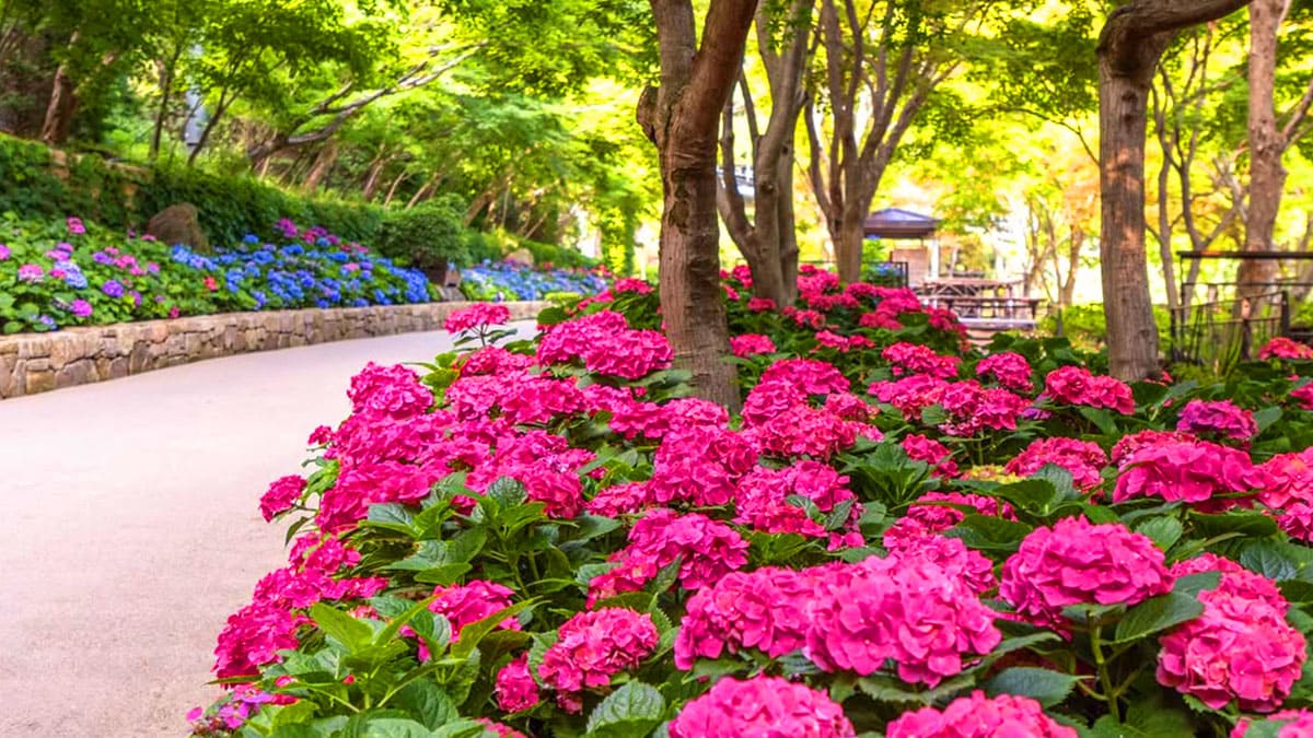 화담숲 여름 수국 축제 사전예약 바로가기