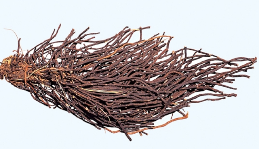 야생에서 채취를 한 위령선을 깨끗하게 세척하고 건조시킨 것을 하얀 바닥 위에 뿌리 째 놓아두고 찍은 사진