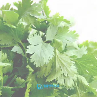 고수 나물 요리 재배 먹는법 무침 김치 만드는 법_9