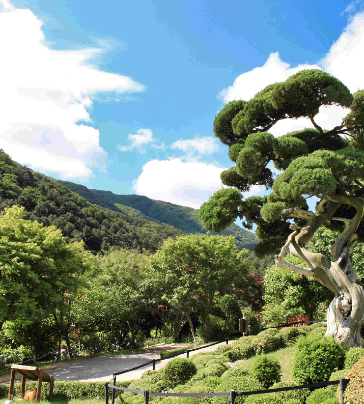 아침고요수목원 정원