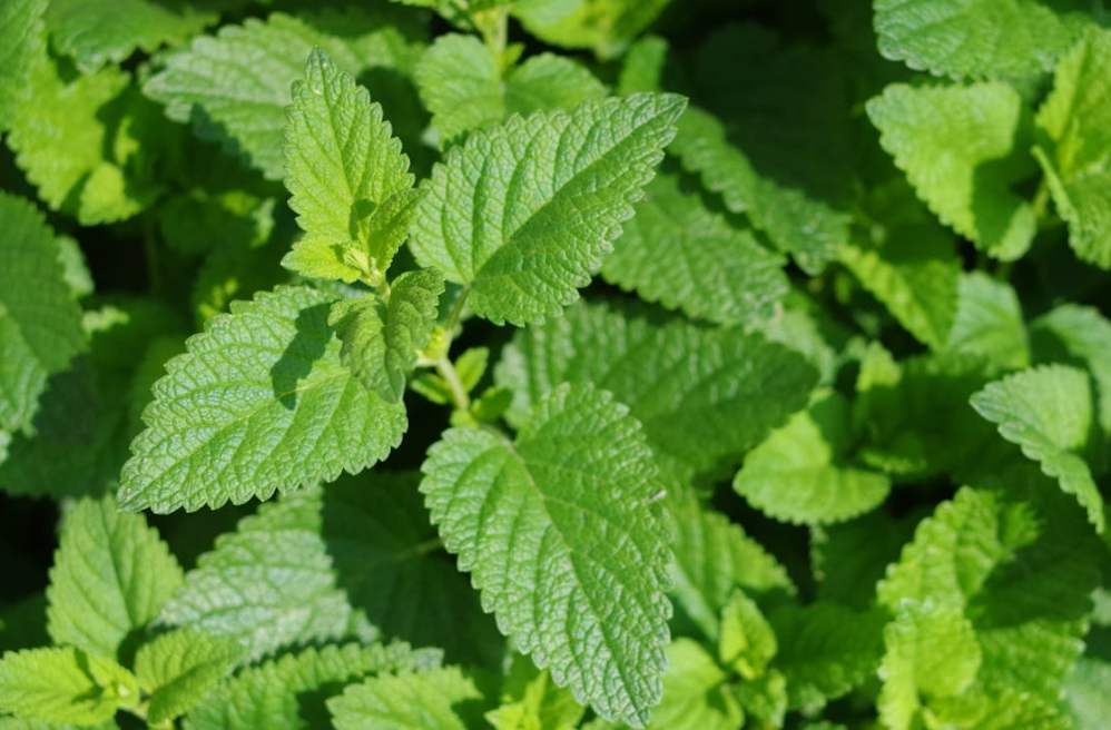 페퍼민트 키우기