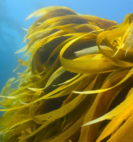 다시마 효능 부작용 칼로리