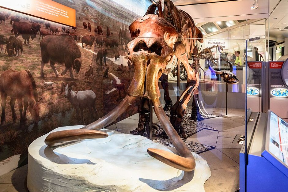스미소니언 국립자연사박물관 딥 타임 전시관에 전시된 털매머드(Woolly Mammoth) 화석