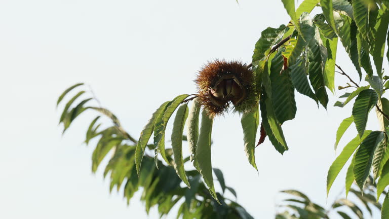 밤나무 꿈 해몽