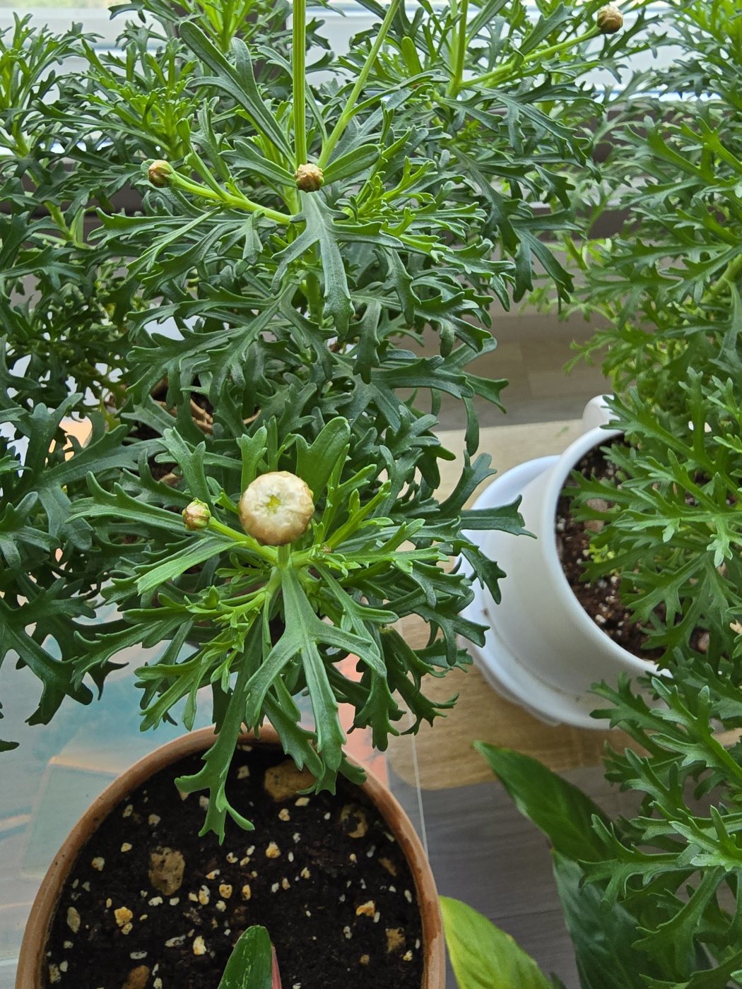 꽃잎이 펼져지려고 꽃망울 가운데가 벌어지고 있어요