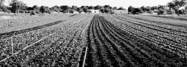 농지연금 가입조건: