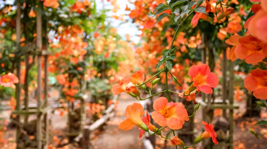 제주 여름의 정점 여름꽃 능소화 개화시기 명소추천