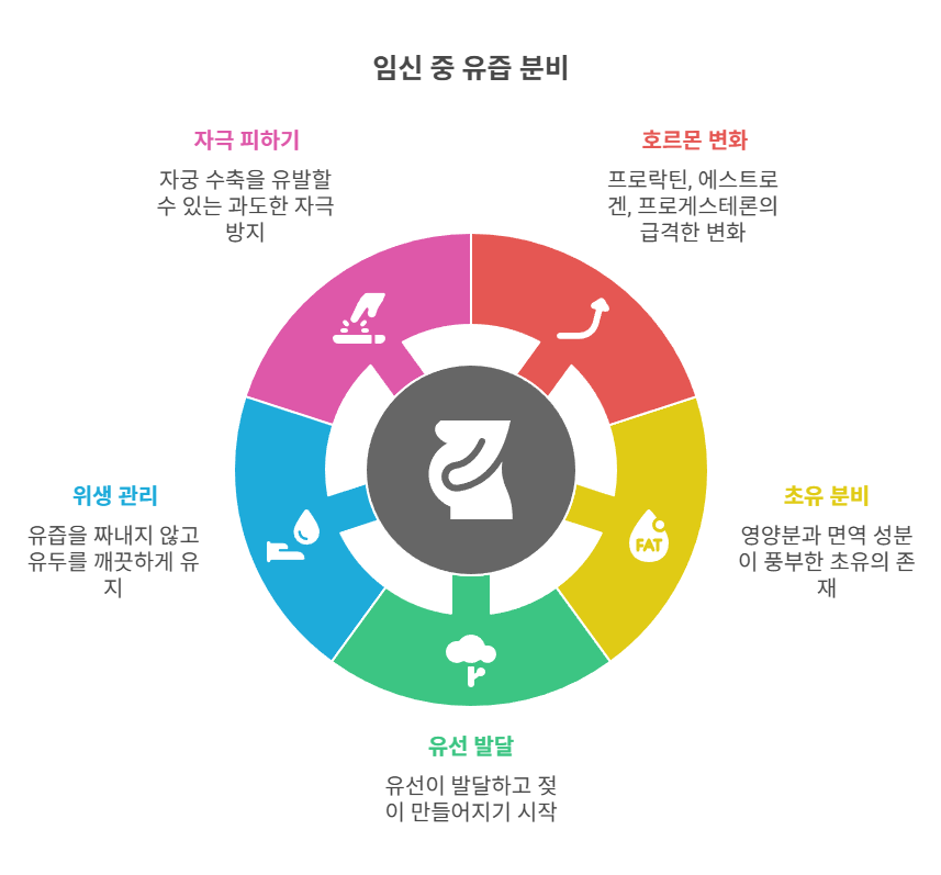 임신 중 유즙이 나오는 이유