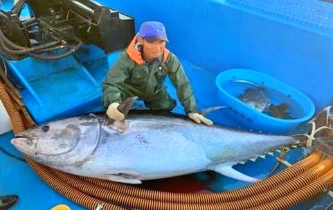 오메가3음식-참치