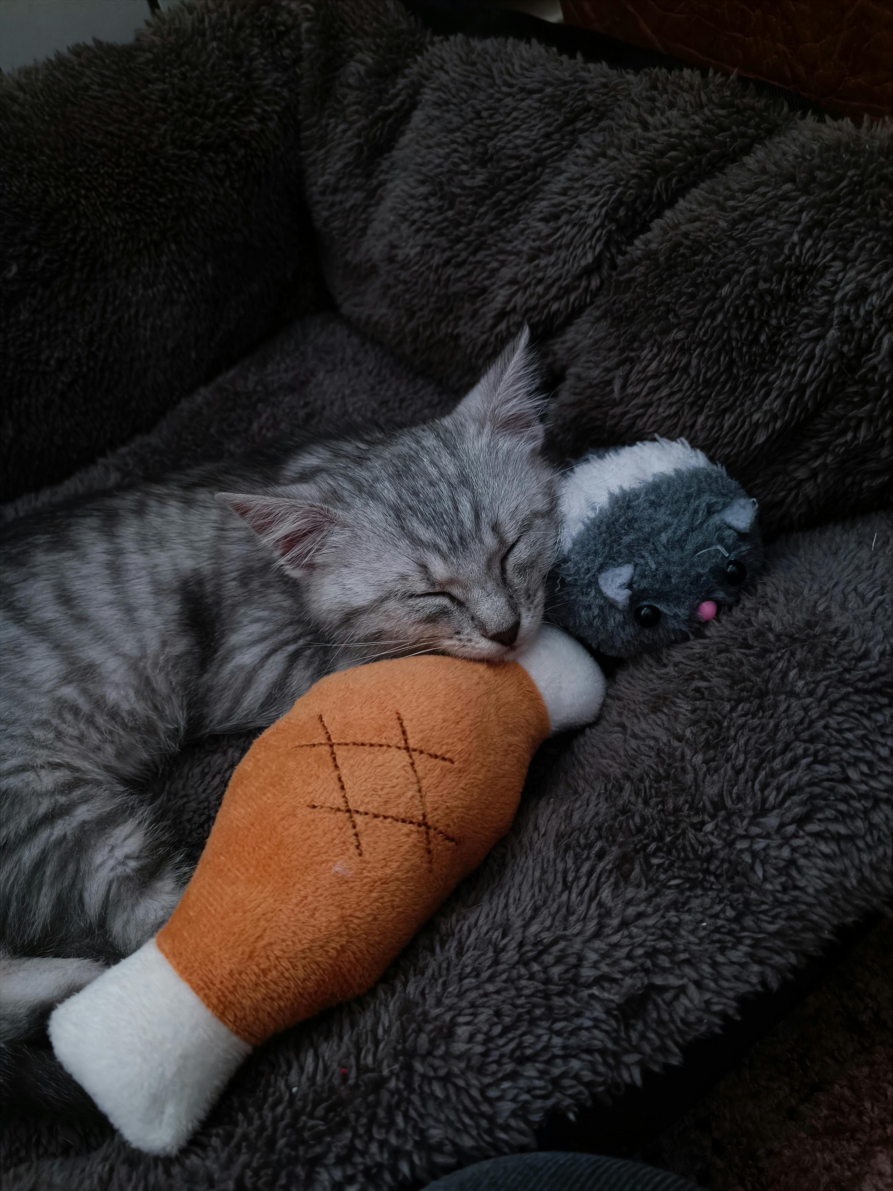 고양이와 이사하기 전 한 달, 보호자가 반드시 준비해야 할 단계별 계획