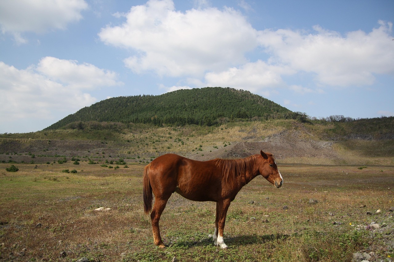 제주 오름 사진