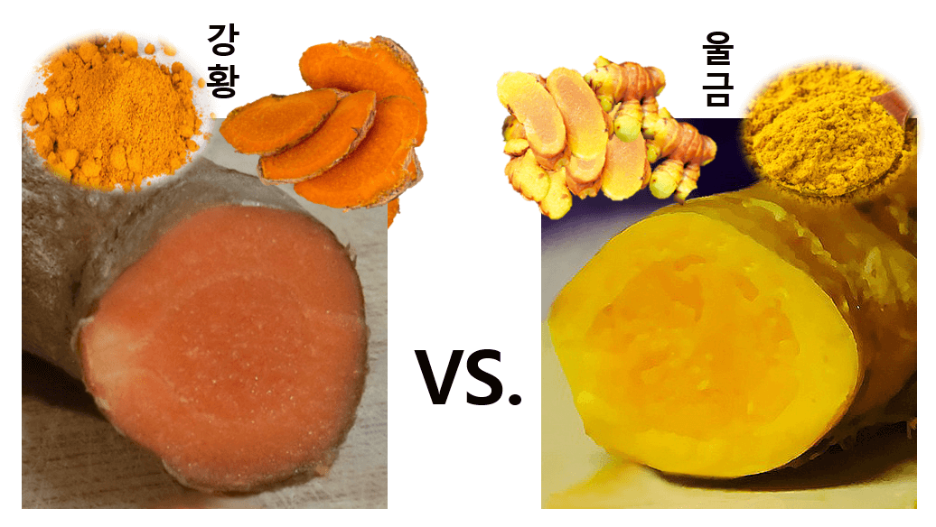 강황과 울금 비교