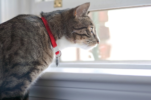 창가에서 밖을 내다보는 고양이