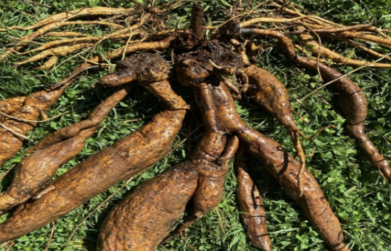 칡의 효능 부작용 섭취방법 칡효소 만드는법 총정리