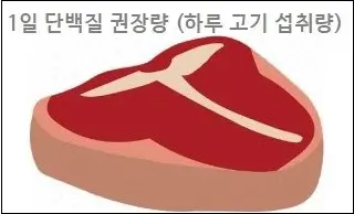 1일 단백질 권장량 (하루 고기 섭취량)