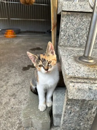 &amp;quot;길고양이