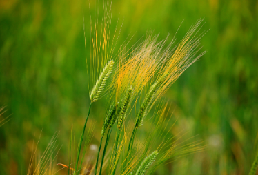 2025 양평 밀축제