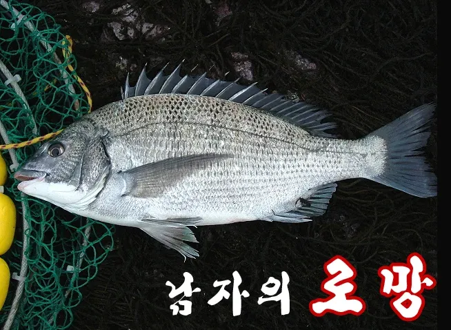 압해도 장감리 감성돔 포인트 소개와 혼자하는 낚시의 즐거움 완벽 낚시 가이드_8