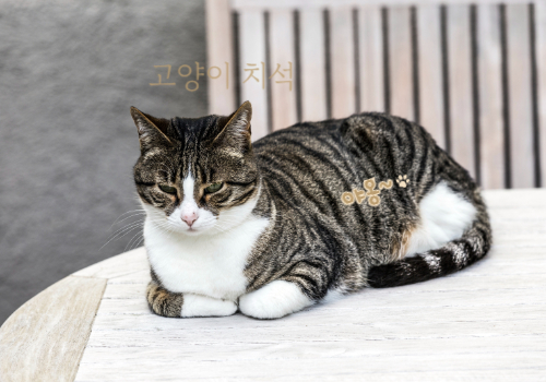 고양이 치석