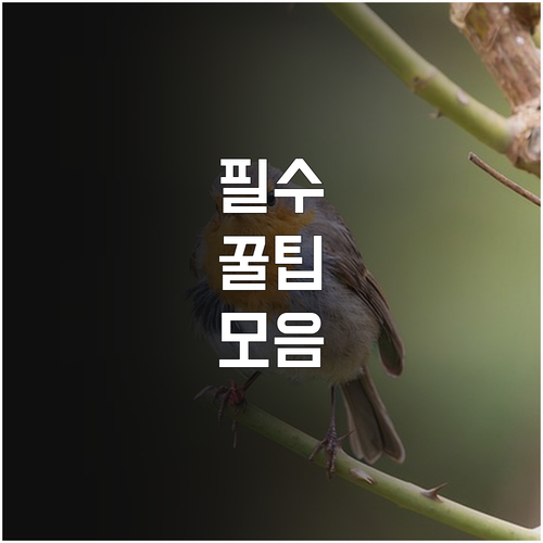 2025 담양사랑상품권 최대 10% ..