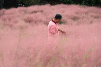 평택 바람새마을 핑크뮬리 가을 여행 인생샷 명소 추천으로 안내_20