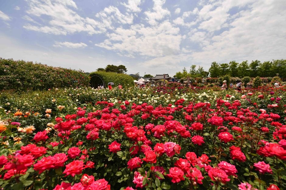 곡성 세계 장미 축제