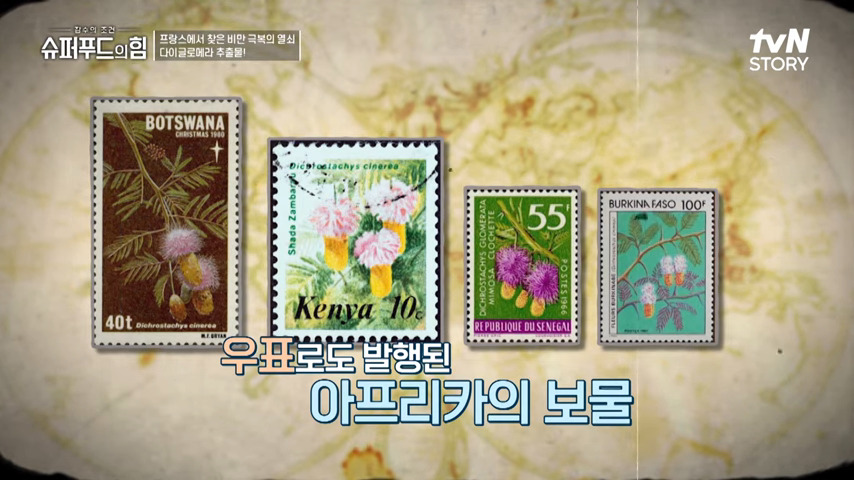 다이크로스타키스 글로메라타