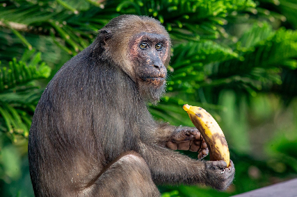 원숭이가 주인공인 과일 축제 태국 원숭이 뷔페 축제